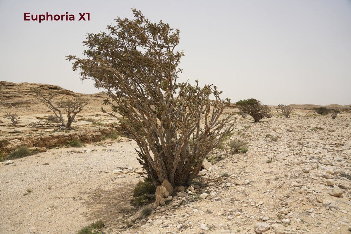 A Boswellia sacra frankincense tree at Wadi Dawkah, Oman, labelled Euphoria X1